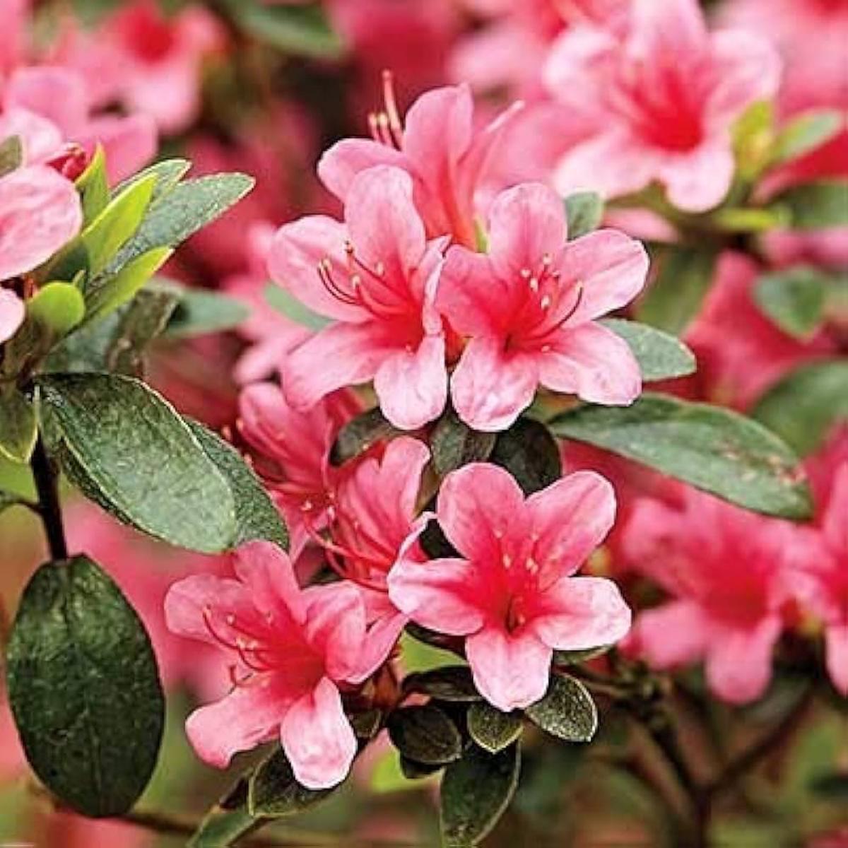 Pink Azalea Flower Seeds for Planting  Heirloom, Non-GMO, High Germination Organic Garden Seeds