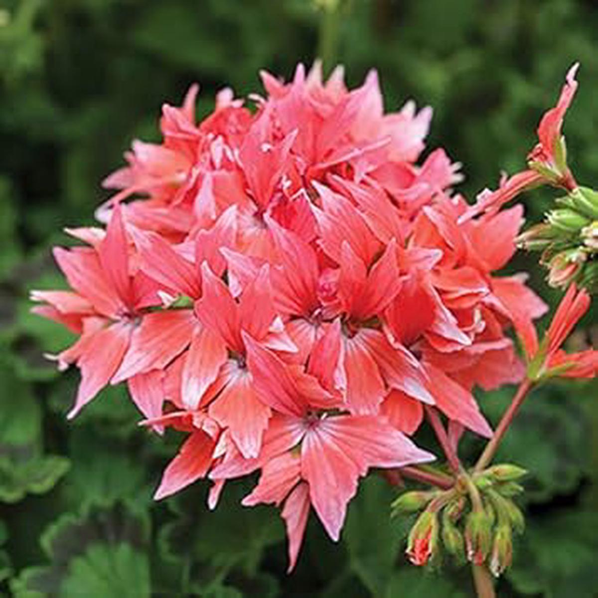 Pink Big Blooms Geranium Heirloom Non-GMO Seeds for Planting High Germination Organic Garden Seeds