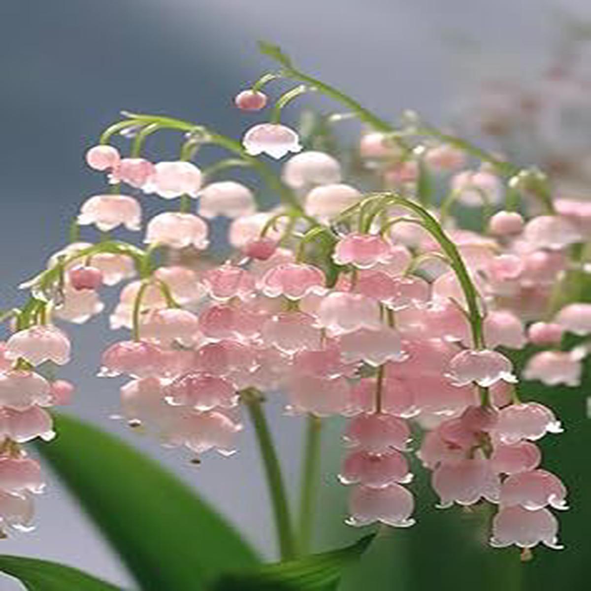 Pink Lily of the Valley Flower Seeds for Planting  Heirloom, Non-GMO, High Germination Fragrant Blooms for Shaded Garden Beds