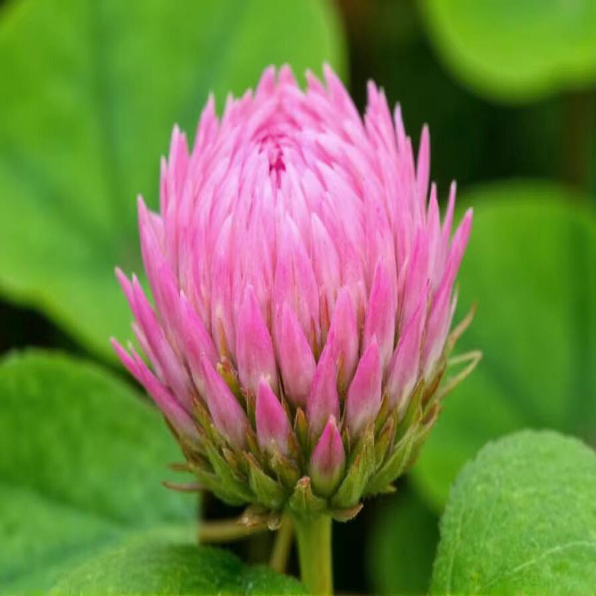Pink Trifolium or Clover Flower Seeds for Planting Heirloom Non-GMO High Germination