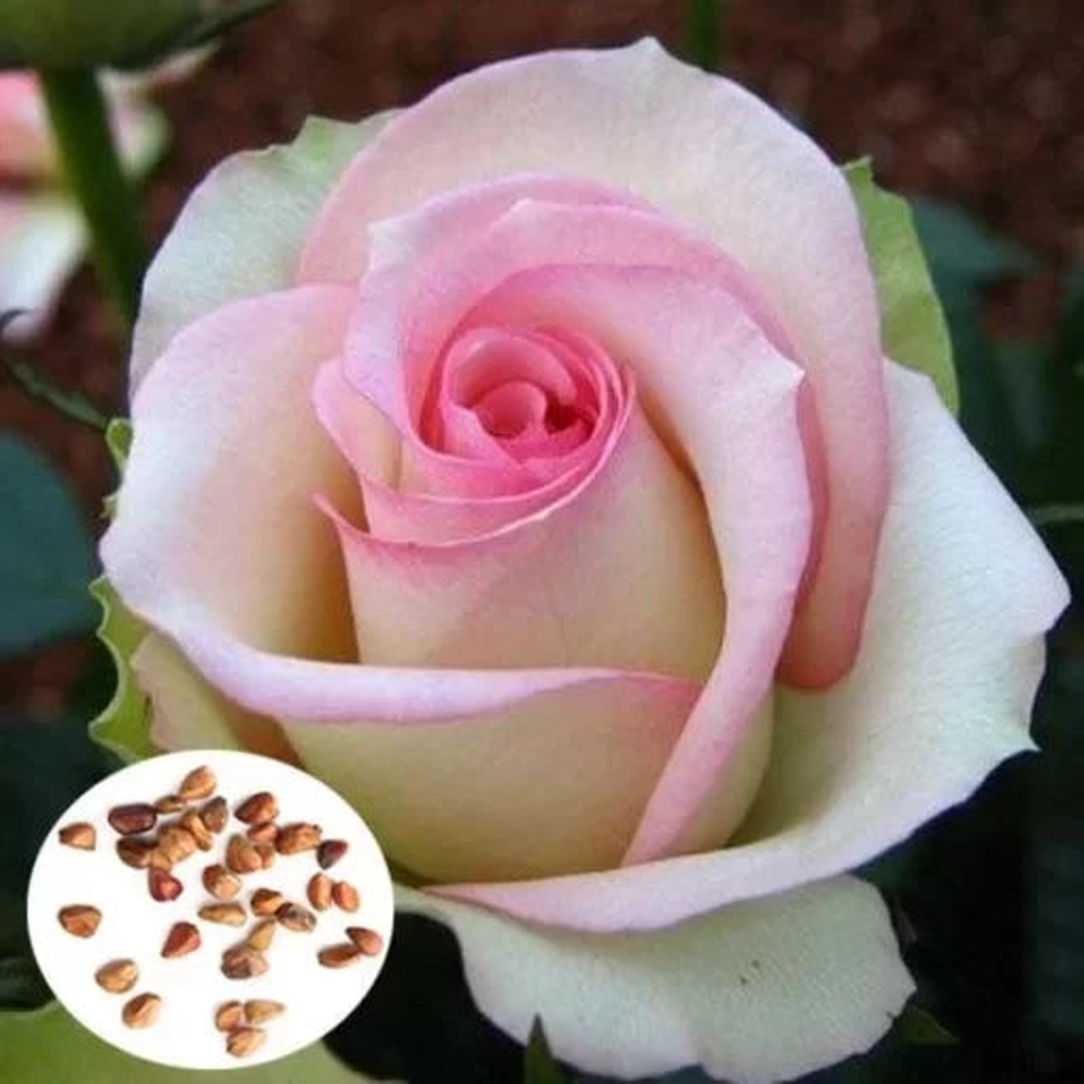 Pink White Rose Seeds | Soft Bicolor Rose Variety  Heirloom, Non-GMO, High Germination Organic Garden Seeds