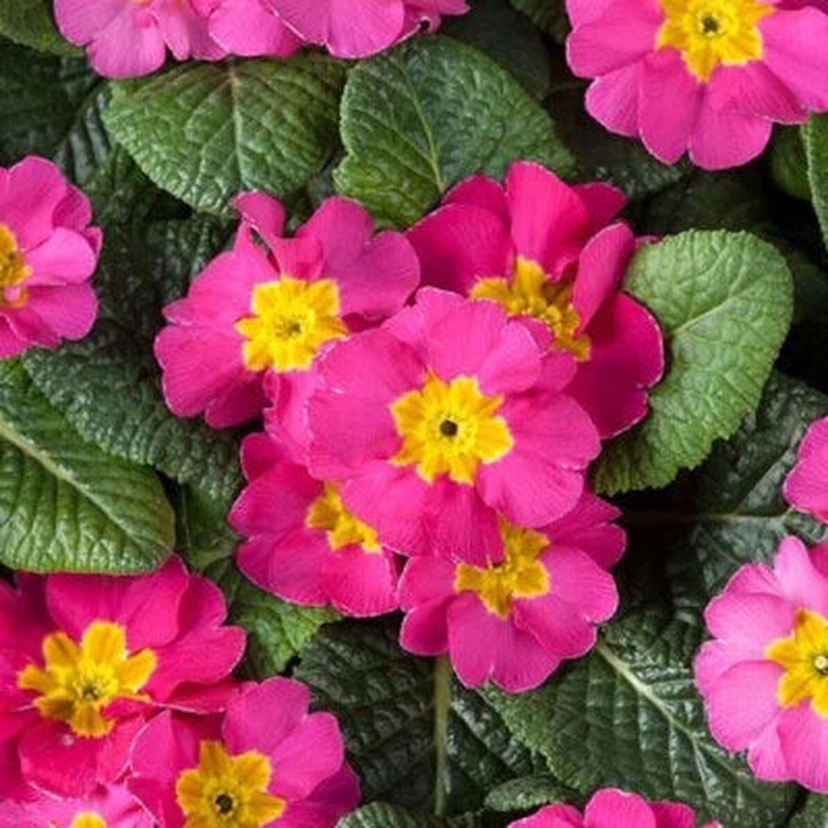 Primula Seeds for Planting Primula Optic Rose Primrose Seeds for Planting  Heirloom, Non-GMO, Drought-Tolerant, Perennial