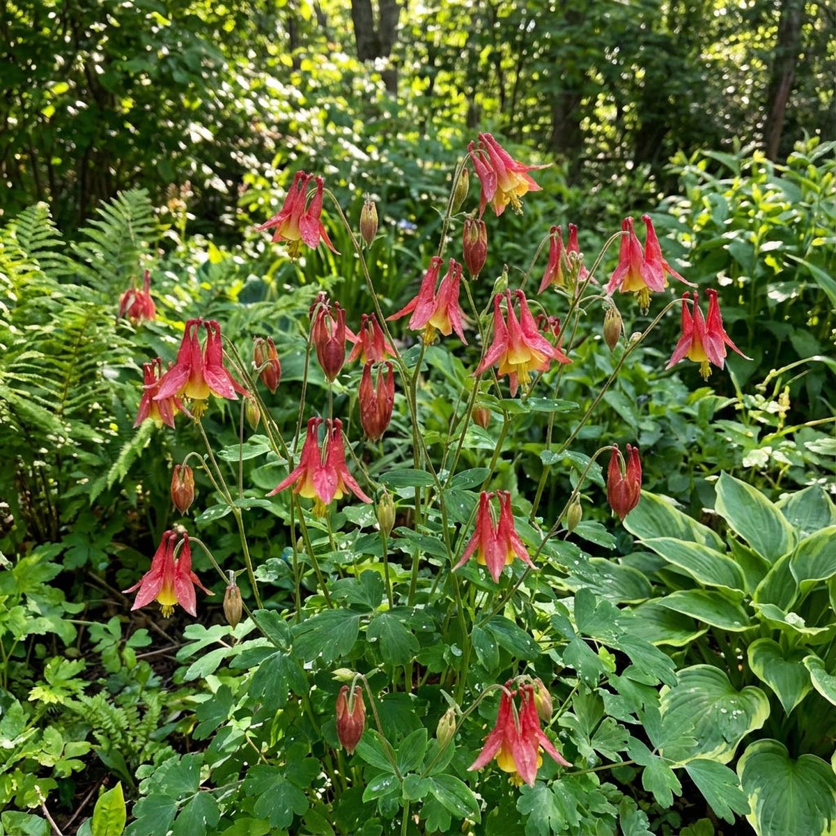 Red Aquilegia Canadensis Flower Seeds Perfect for Spring Planting