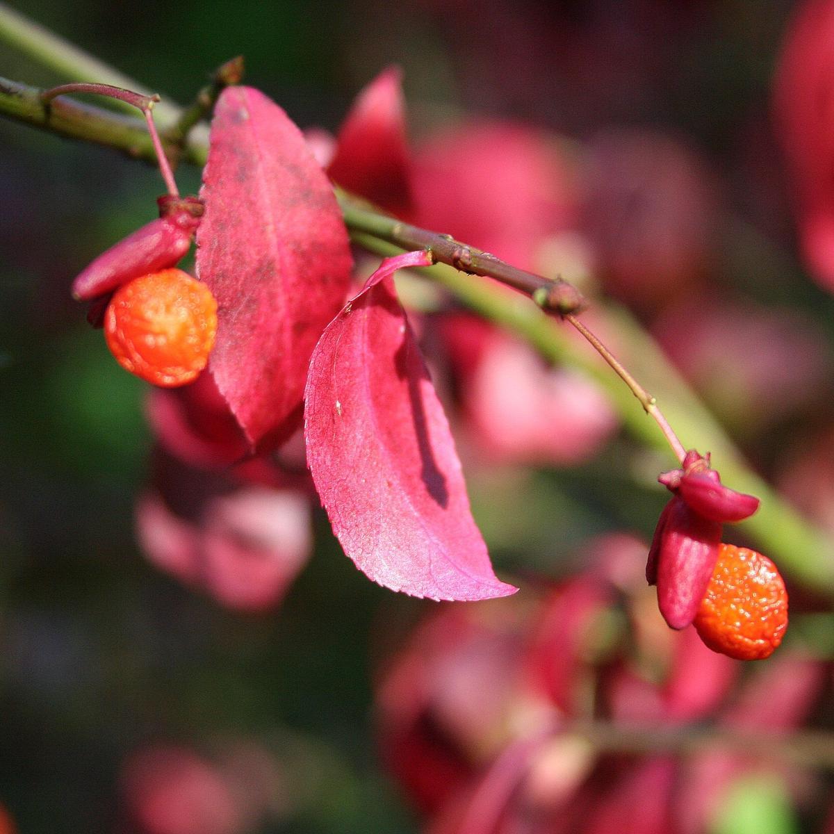 Red Burning Bush Flower Seeds for Planting  Heirloom, Non-GMO, High Germination Organic Garden Seeds
