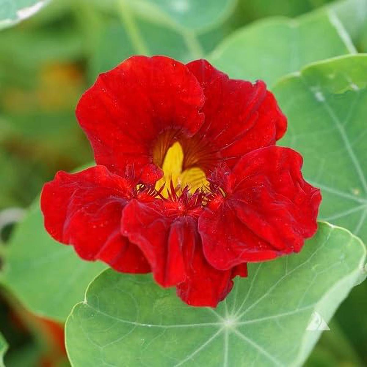 Red Nasturtium Flower
