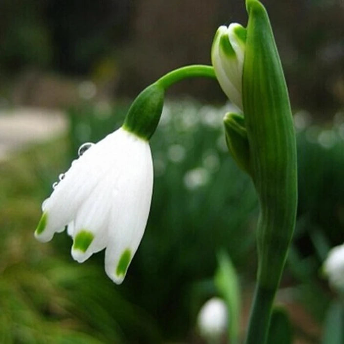 Snowdrop Bulbs Flower Seeds for Planting  Heirloom, Non-GMO, Fragrant, High Germination Seeds