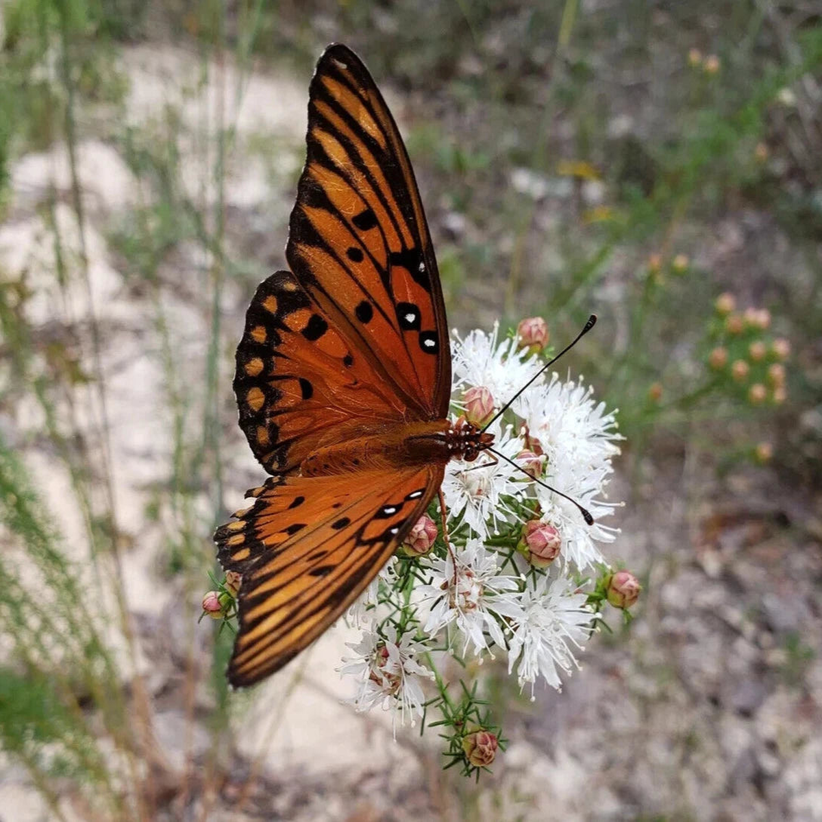 Summer Farewell Seeds Dalea pinnata Florida Native Flower Gulf Coast  Heirloom, Non-GMO, High Germination Organic Garden Seeds