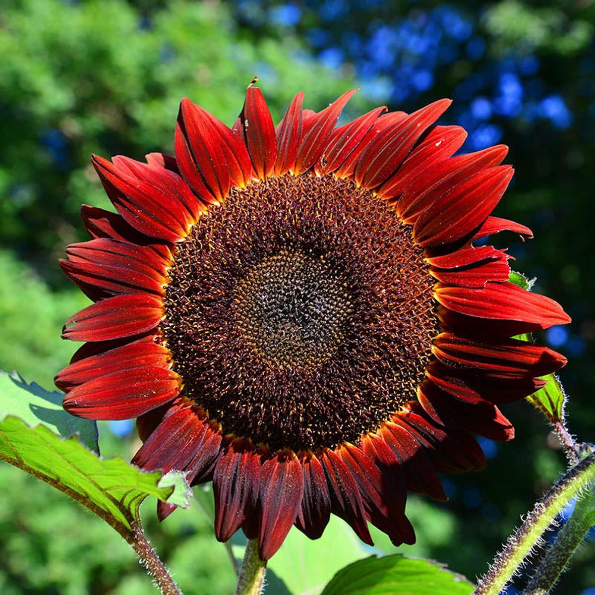 Sunflower Helianthus annuus Red variety flower seeds for planting in home garden or pollinator beds