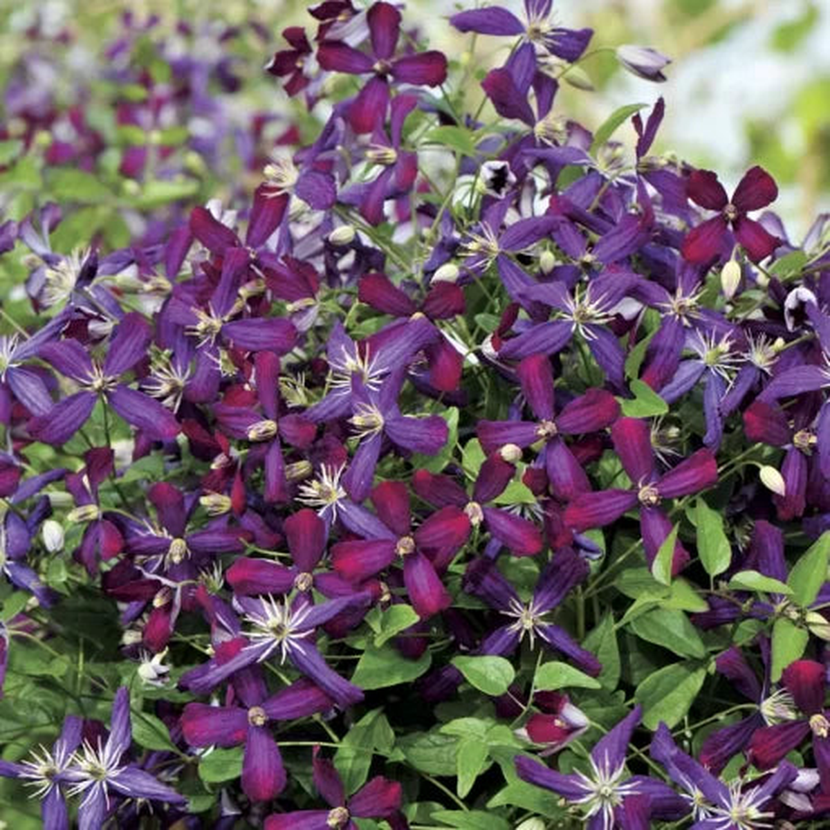 Sweet Summer Love Clematis Seeds | Fragrant Multi-Season Flowering Clematis  Heirloom, Non-GMO, High Germination Organic Garden Seeds