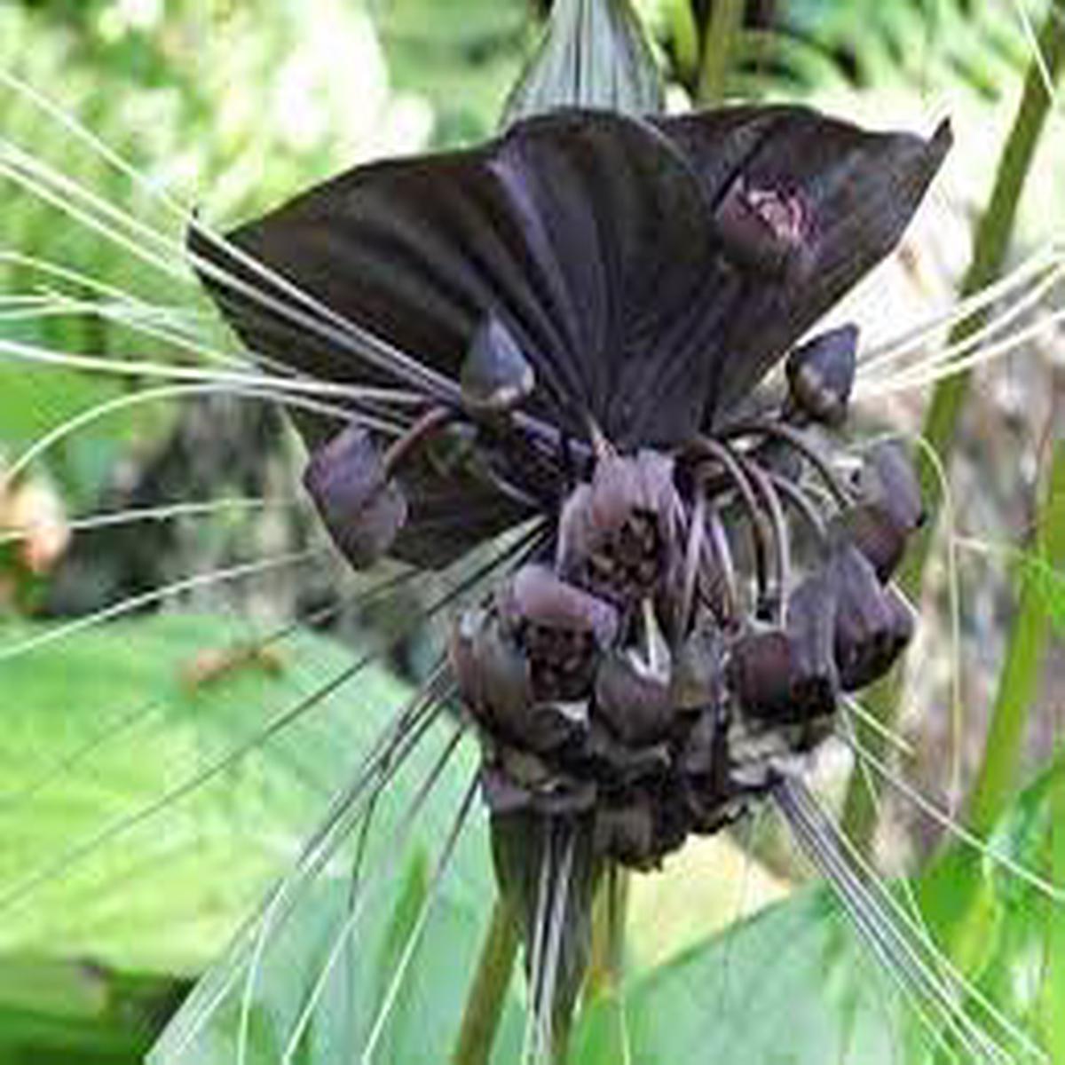 Tacca Chantrieri Flower Seeds for Planting  Easy to Grow Heirloom Non-GMO High Germination Organic Garden Seeds