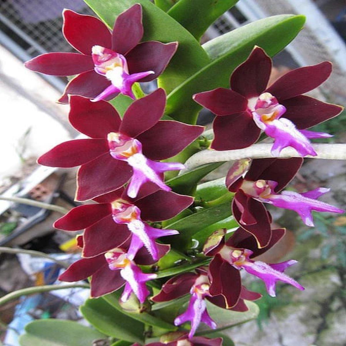 Trichoglottis Flower Seeds for Planting  Cottage Garden Essential, Heirloom & Non-GMO Home Garden Seeds
