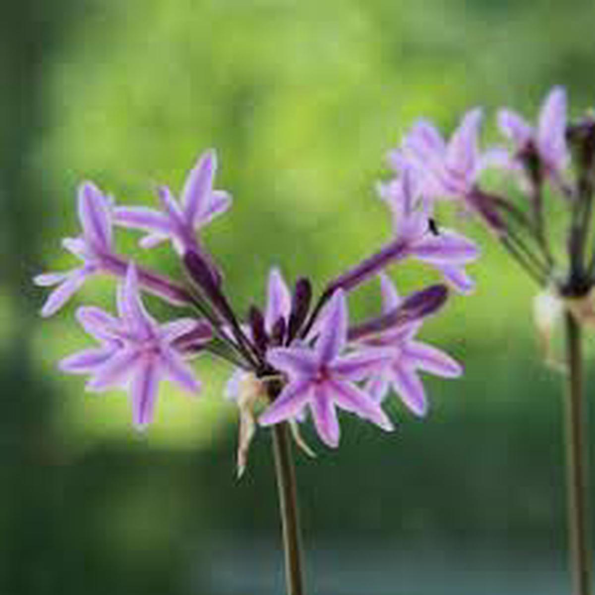 Tulbaghia Violacea Flower seeds for Planting - Easy to Grow, Heirloom & GMO Free Seeds for Home Garden