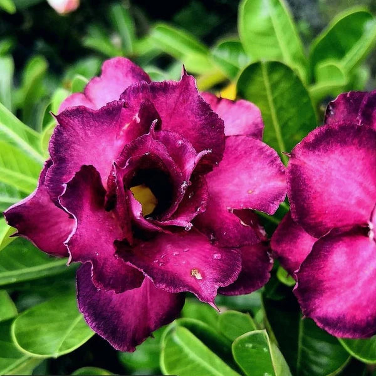 Violet Pink Adenium Obesum Flower Seeds  Heirloom Non-GMO Seeds for Planting, High Germination Organic Garden