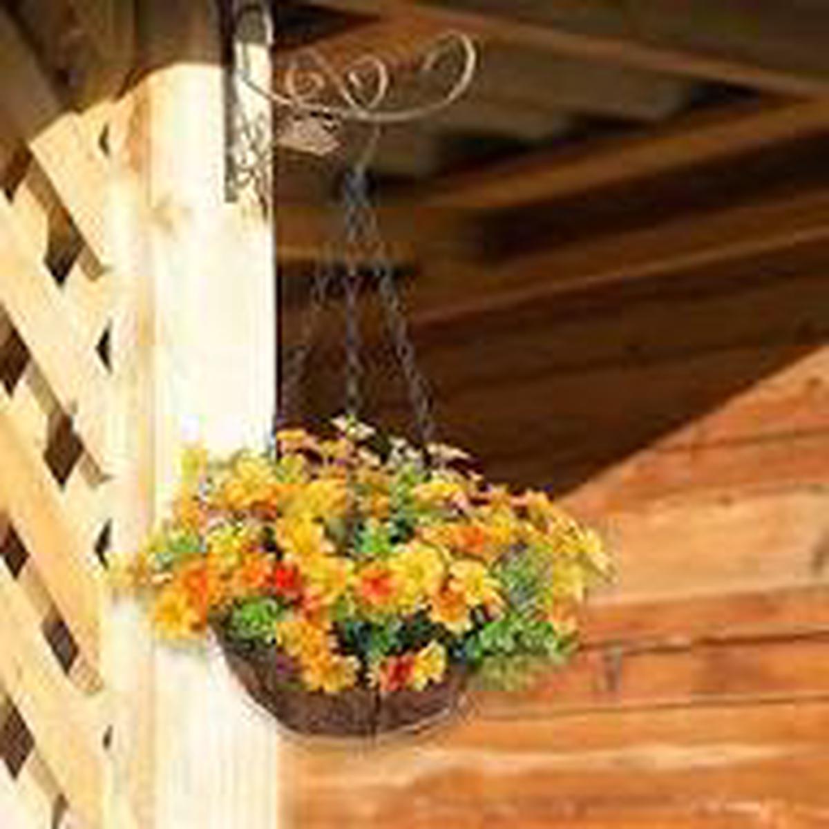 Wandelrose Flower Seeds for Planting | Heirloom Non-GMO High Germination