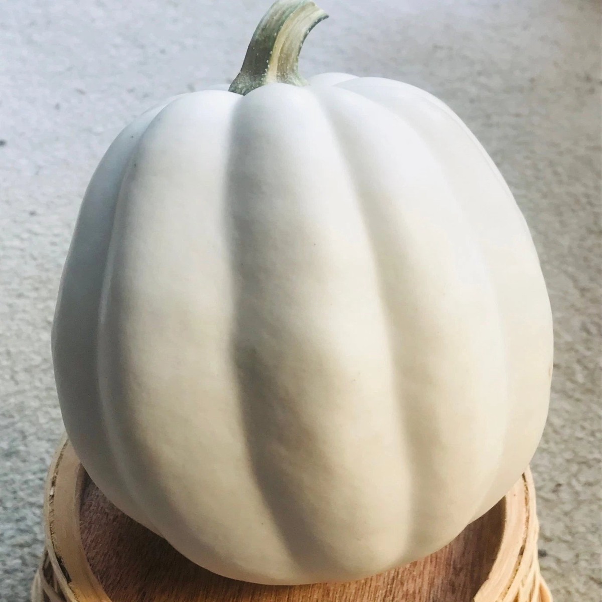 WHITE ACORN Winter Squash Seeds Picked Maturity Days Full Sun Heirloom, Non-GMO, High Germination Organic Garden Seeds