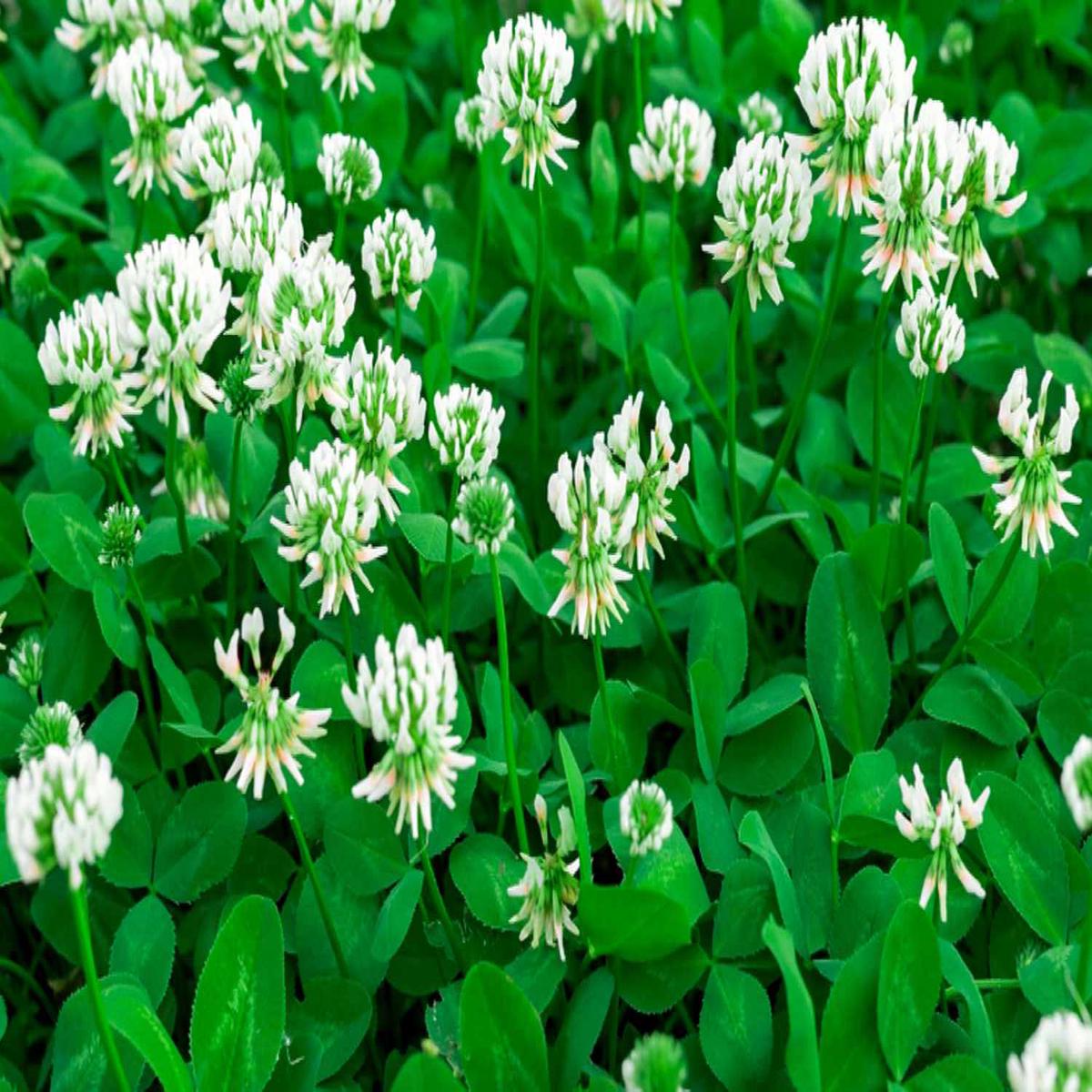 White Trifolium Repens Seeds for Planting - Ideal for Creating Beautiful Lawn Alternatives