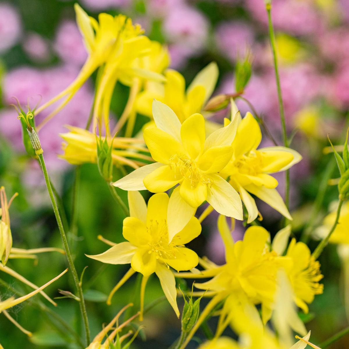 Aquilegia Chrysantha Flower seeds for Planting Sun Loving Heirloom & GMO Free Seeds for Home Garden Sale