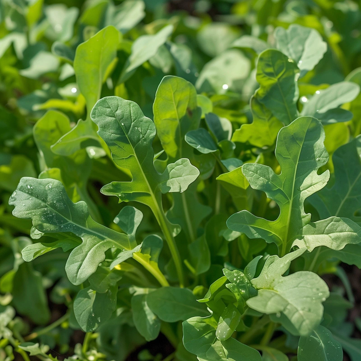 Arugula Roquette Seeds Salad Greens Edible Shipping  Heirloom, Non-GMO, High Germination Organic Garden Seeds