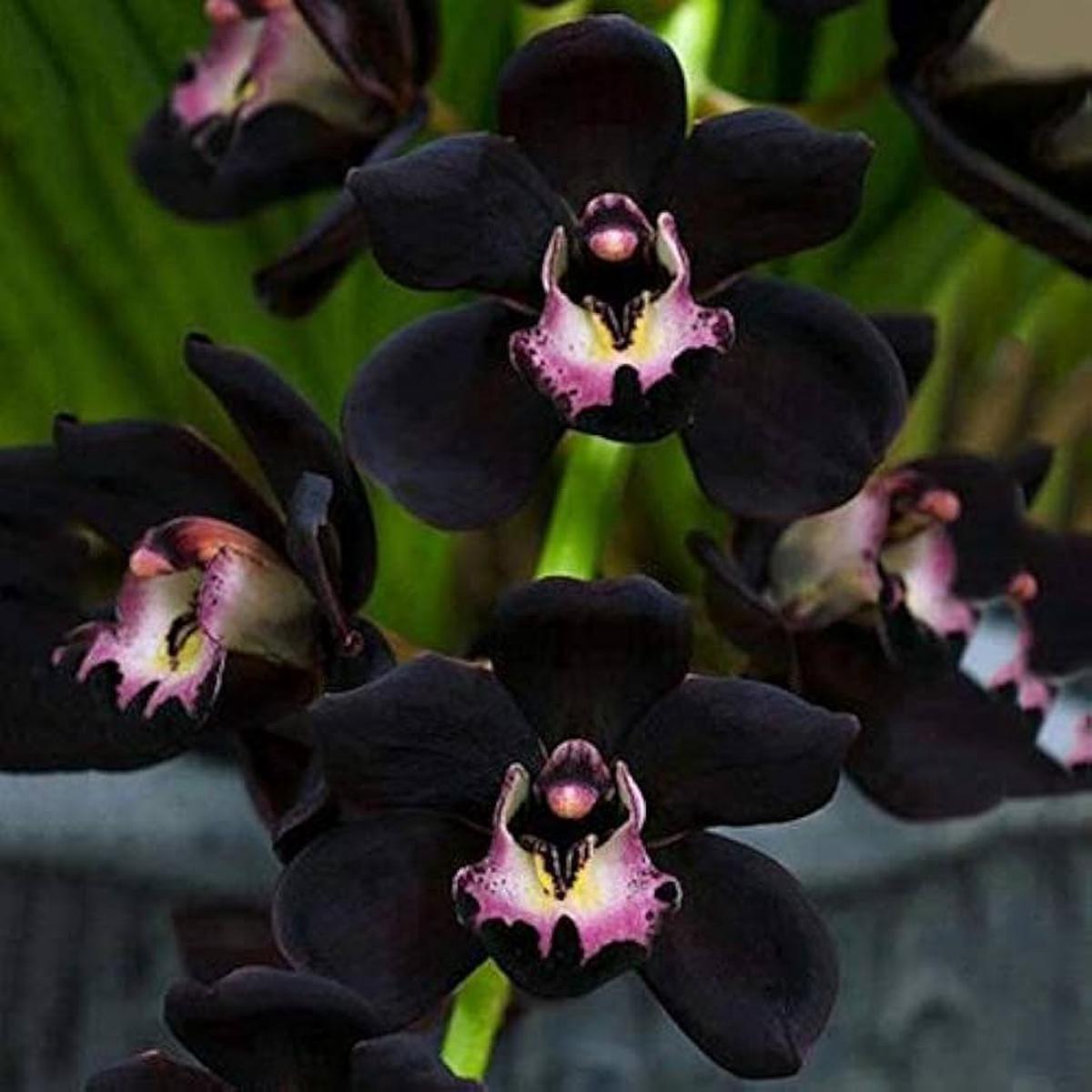 Black Samen Orchidee Seeds for Planting