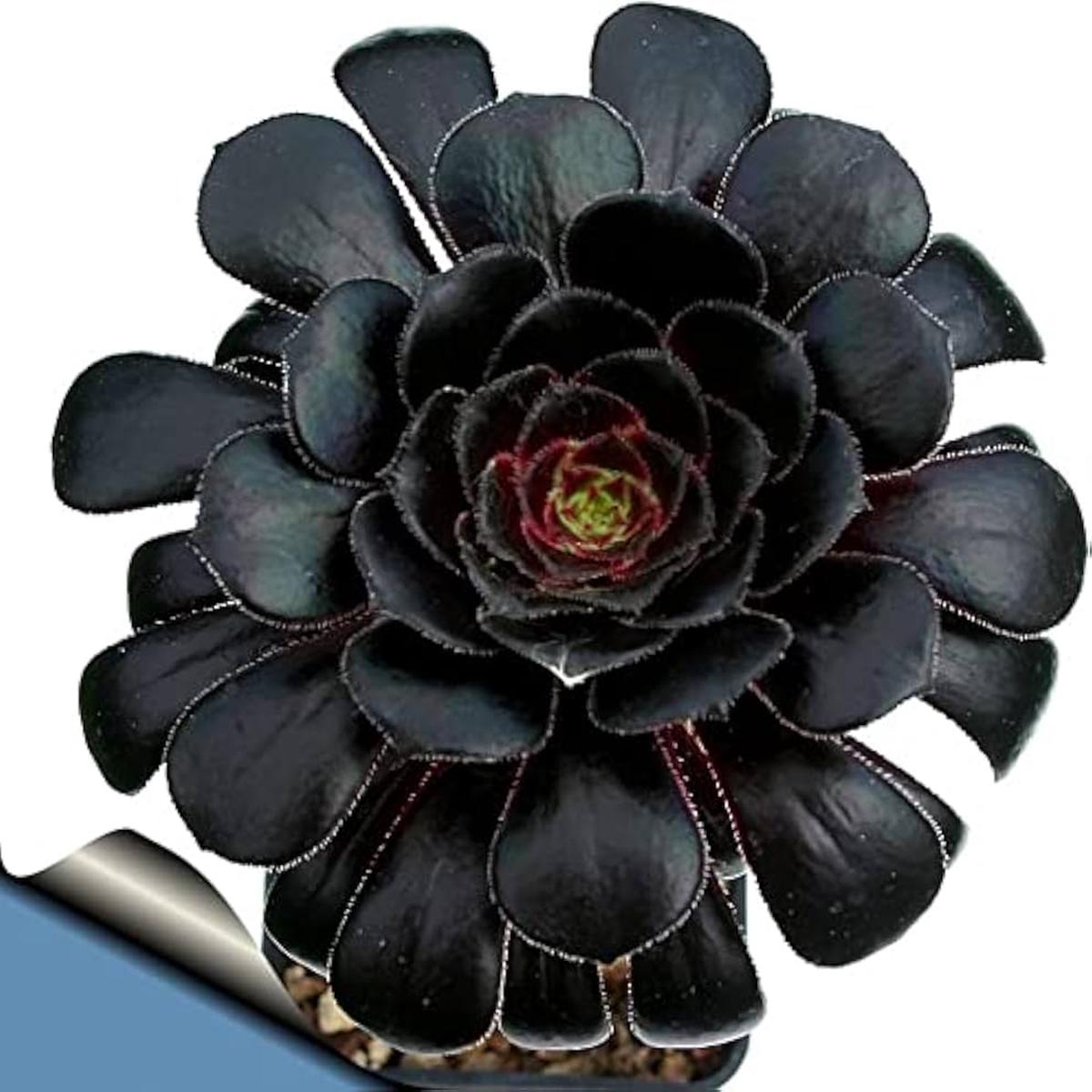 Black Succulent Flower Seeds for Planting Heirloom, Non-GMO, High Germination Organic Garden Seeds