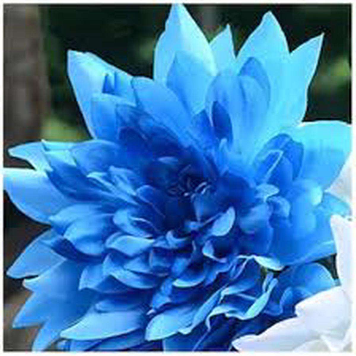 Blue Dahlia Flower Seeds Non-GMO, High Germination Heirloom Organic Garden Seeds