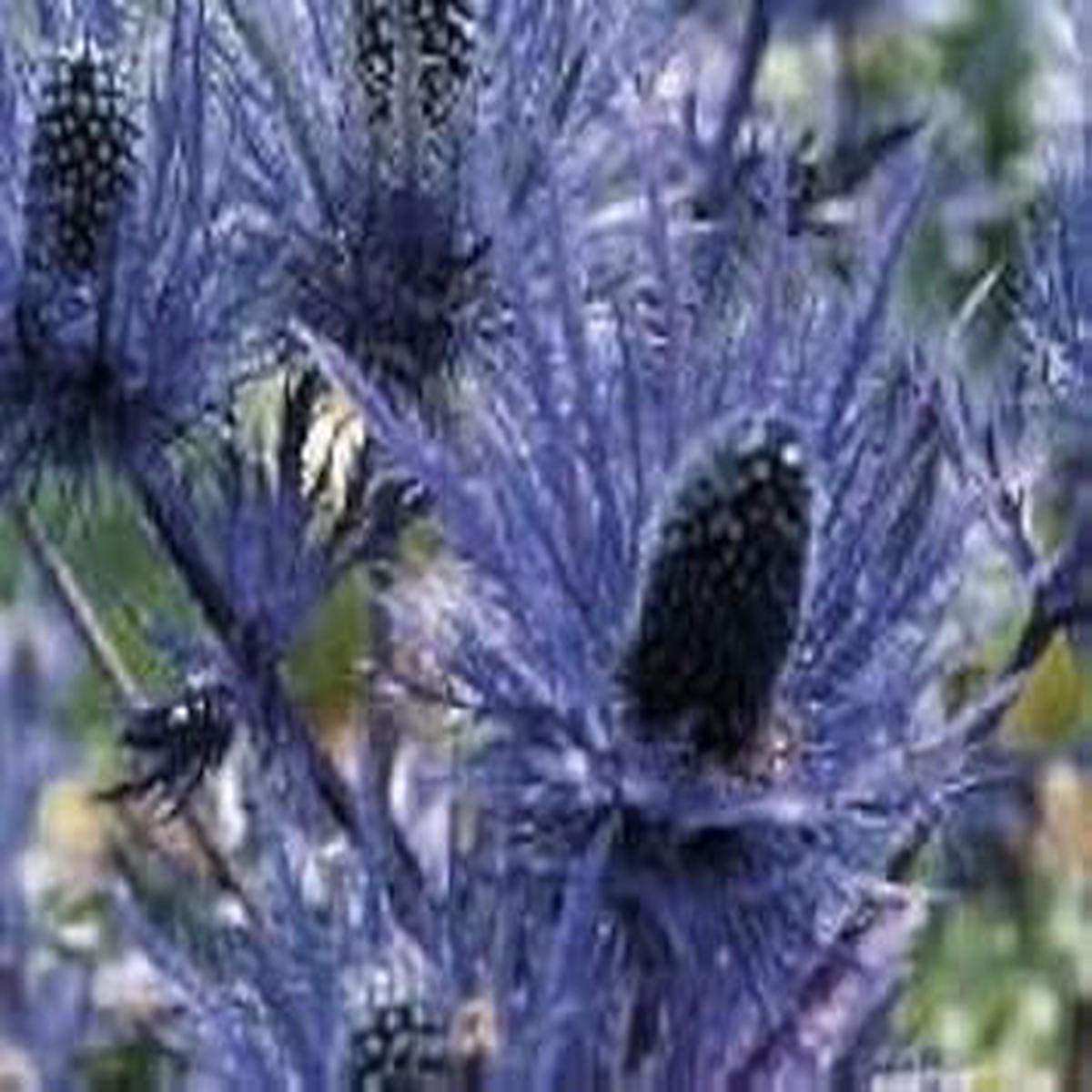 Blue Eryngium Flower Seeds for Planting - Heirloom, Non-GMO, Organic Garden Seeds, High Germination Rate