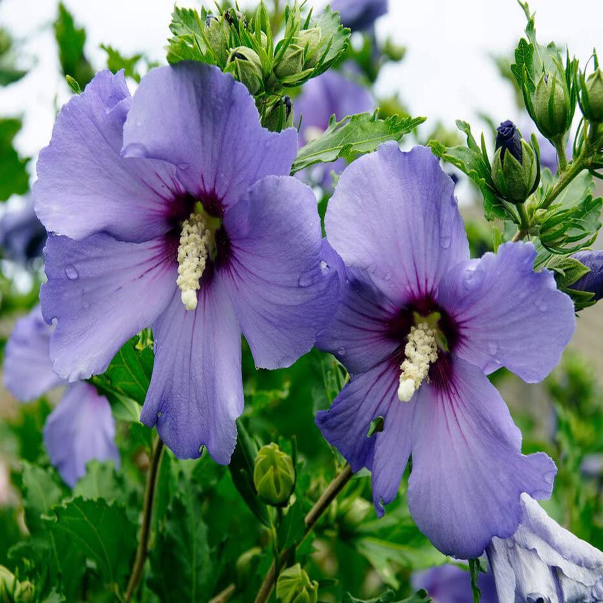 Blue Hibiscus Hibiscus syriacus Sharon variety flower seeds for home garden