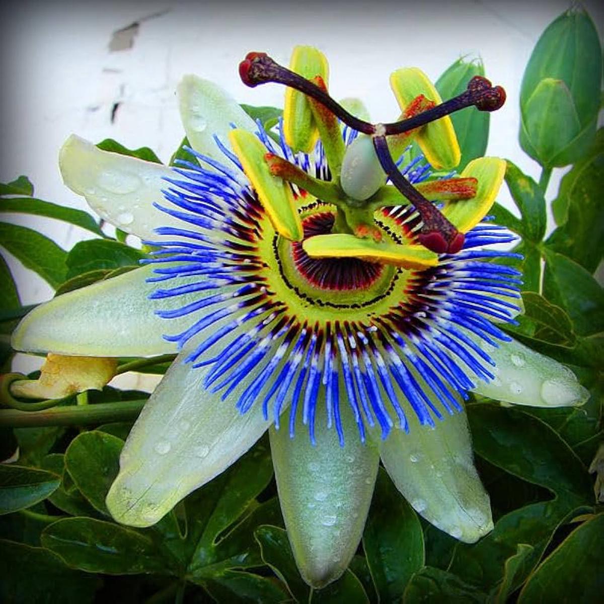 Blue Passiflora Incarnata Flower Seeds for Planting | Heirloom, Non-GMO & High Germination Organic Garden Seeds