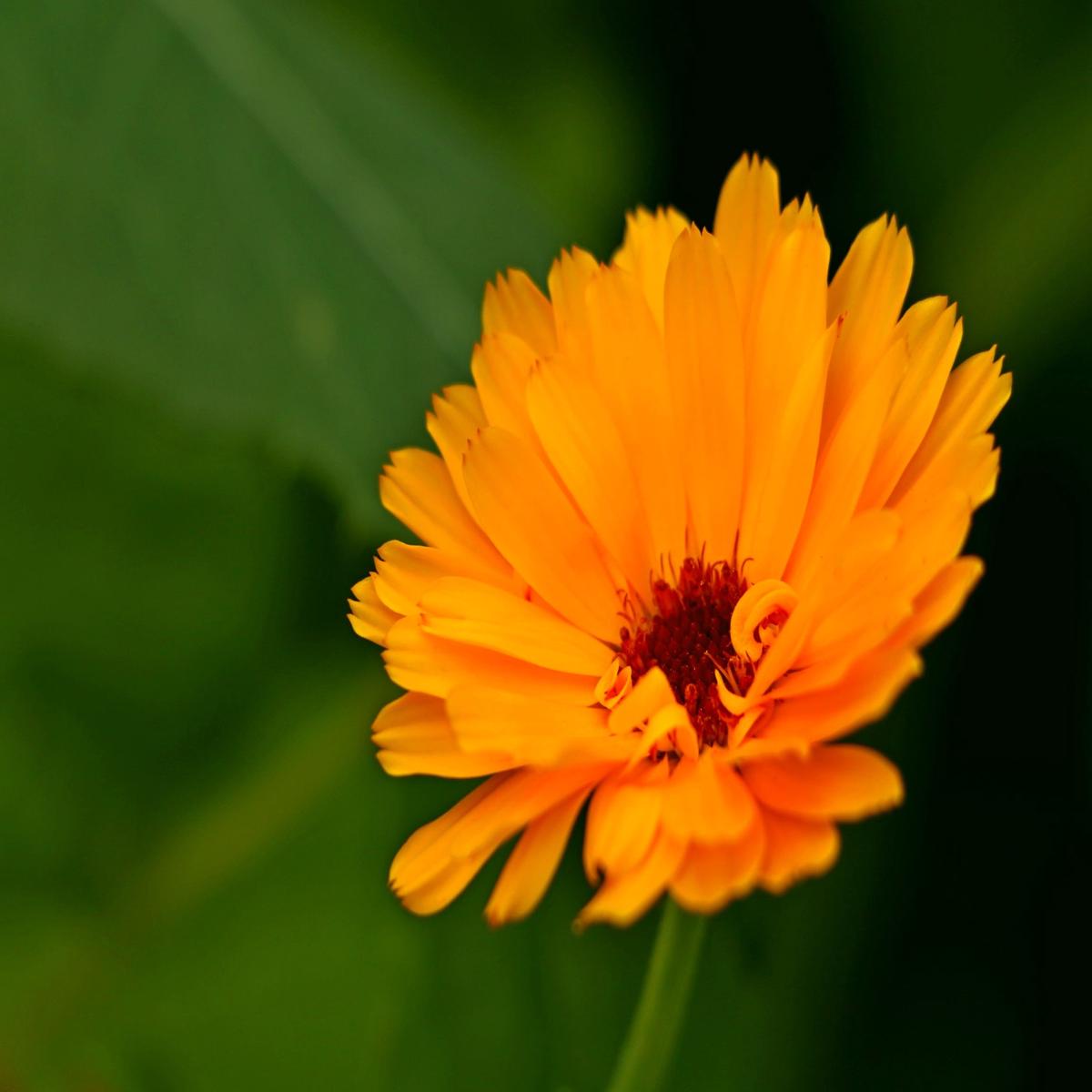 Calendula Flower Seeds for Planting  Colorful Display, Heirloom, Non-GMO