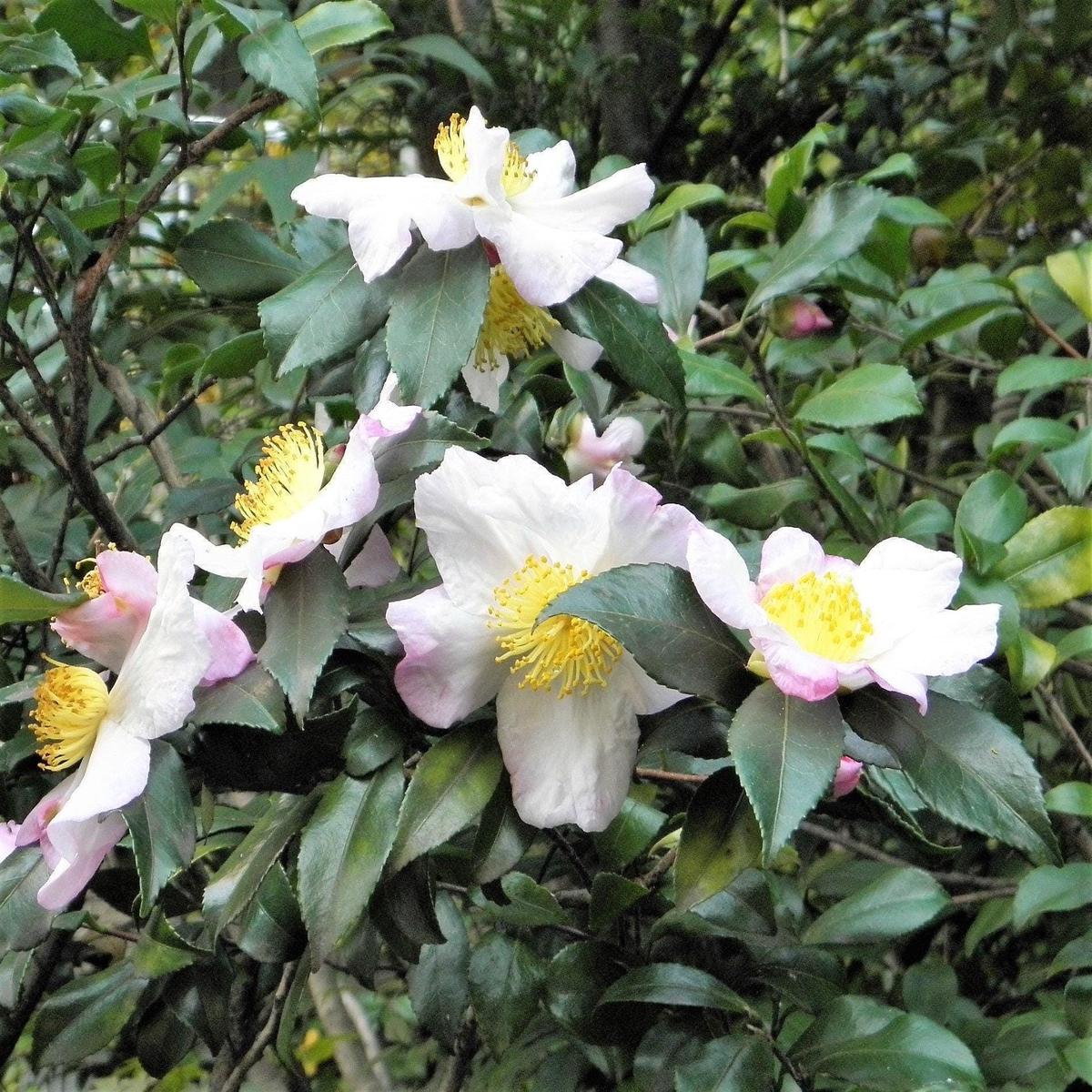 Camellia Sinensis Plant Seeds Heirloom Non-GMO High Germination Green Tea Herb Seeds for Home Growing