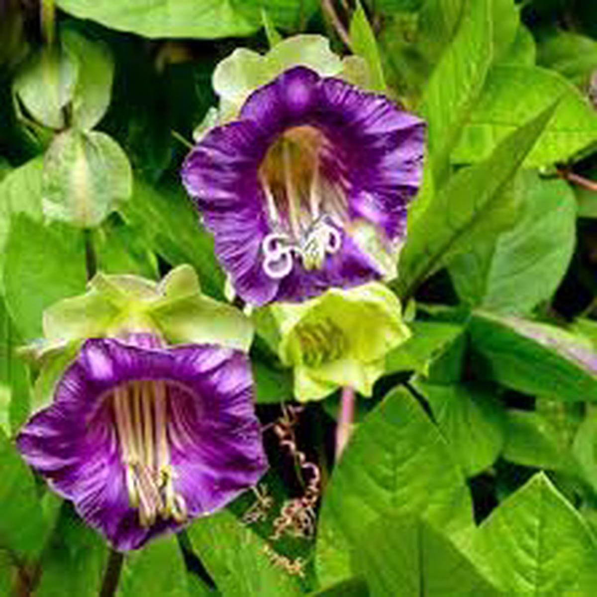 Cathedral Bells Cobaea Scandens Climber Purple Hummingbird Flower Seeds for Planting - 100 pcs