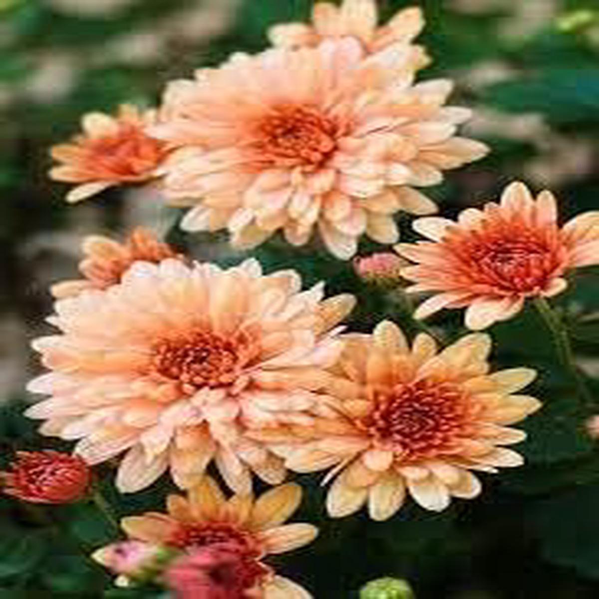 Chrysanthemum Orange White Flower seeds for Planting - Drought Tolerant, Heirloom & GMO Free Seeds for Home Garden