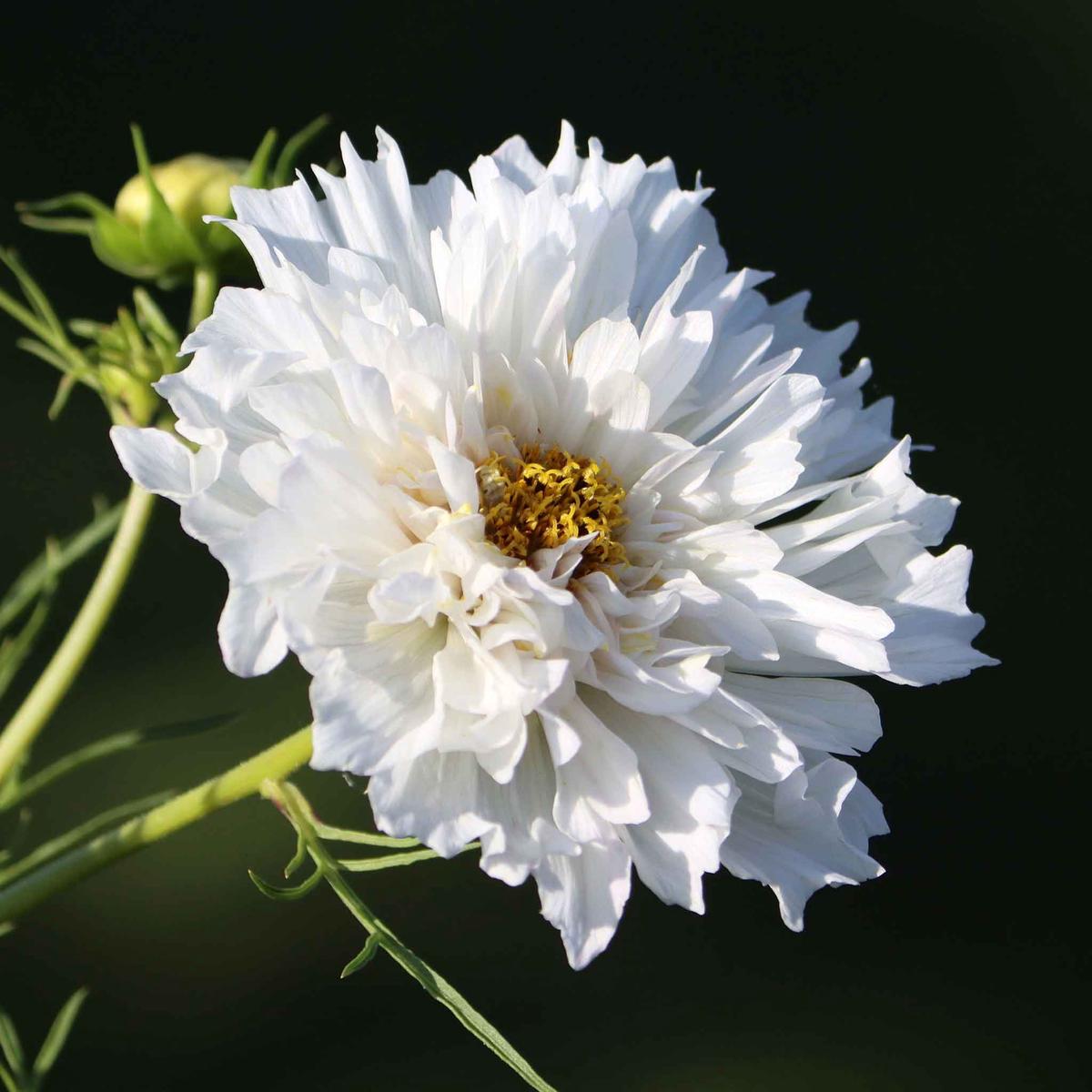 Cosmos Seeds - Double Click White Knight