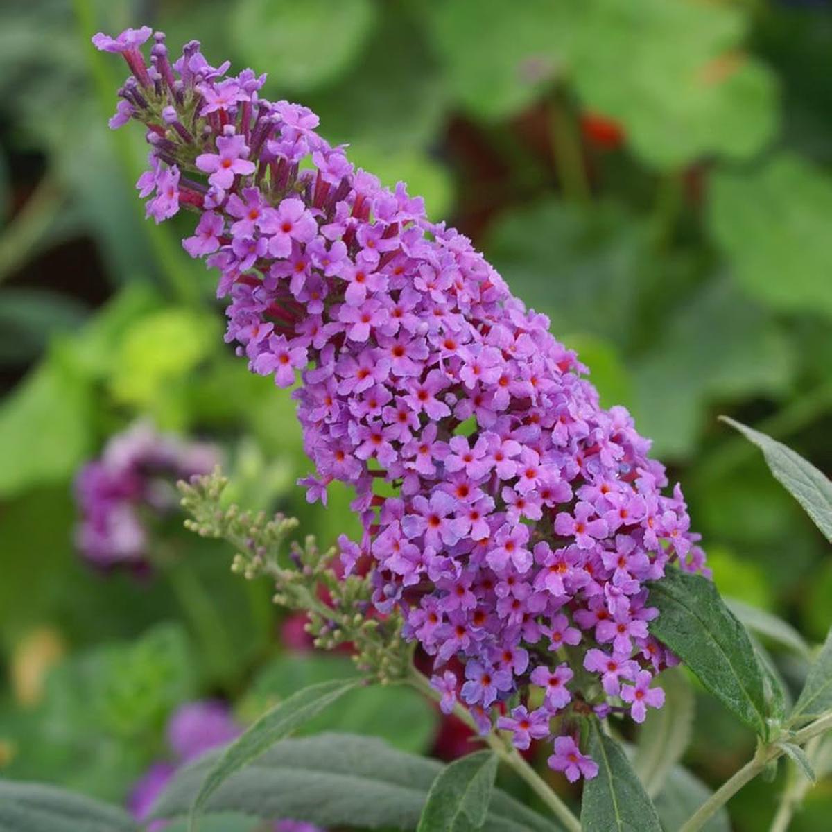 Cream Buddleia Flower Seeds for Planting Butterfly Bush Seeds for Vibrant Blooms