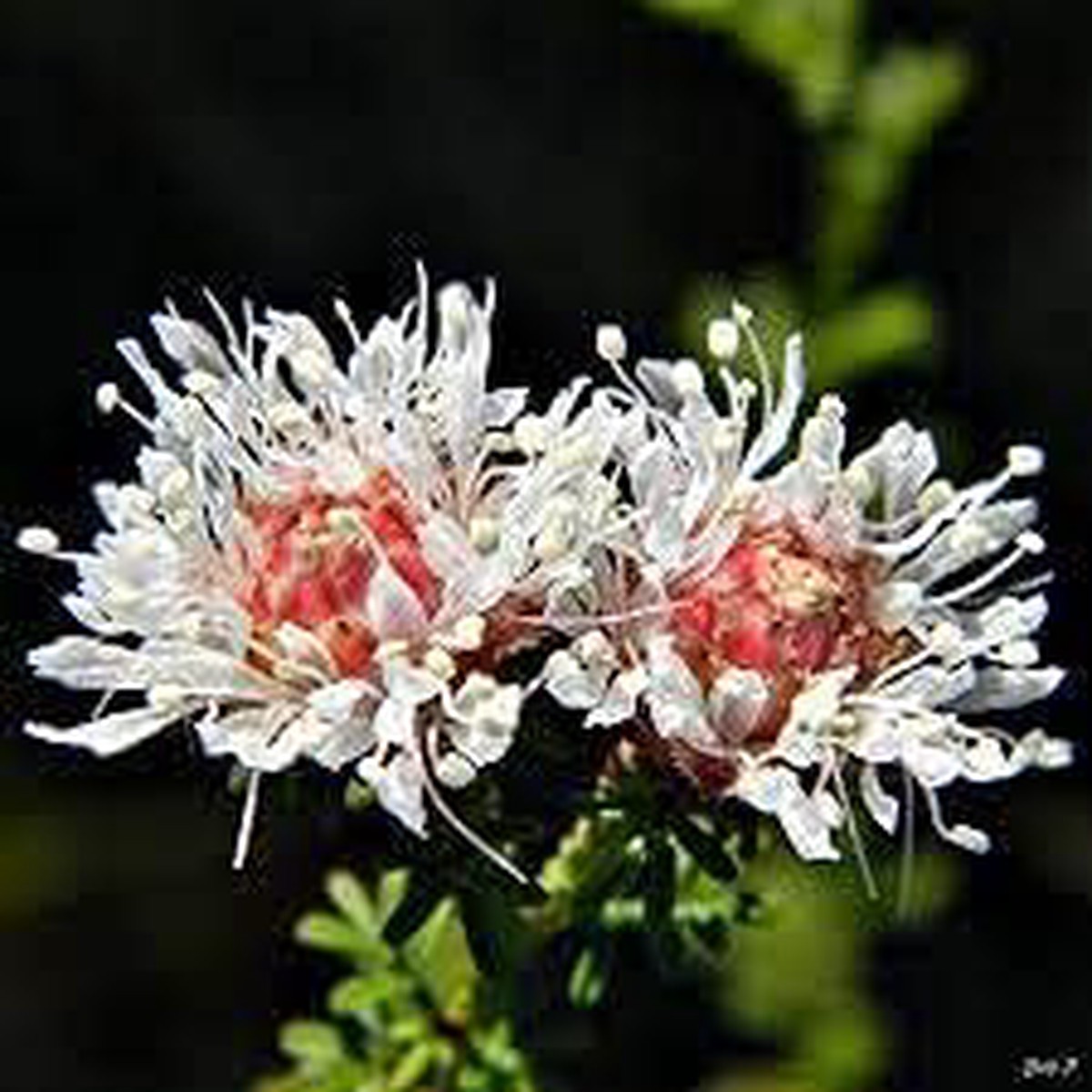 Dalea Pinnata Planting Seeds  Heirloom, Non-GMO Seeds, High Germination, Organic Garden Flowers