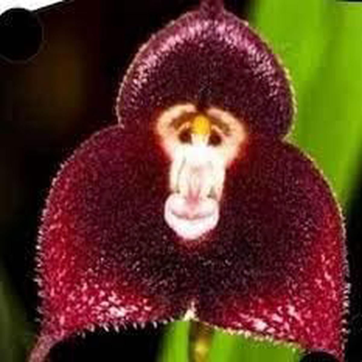 Dark Red Monkey Face Orchid Flower seeds for Planting - Hardy Variety, Heirloom & GMO Free Seeds for Home Garden