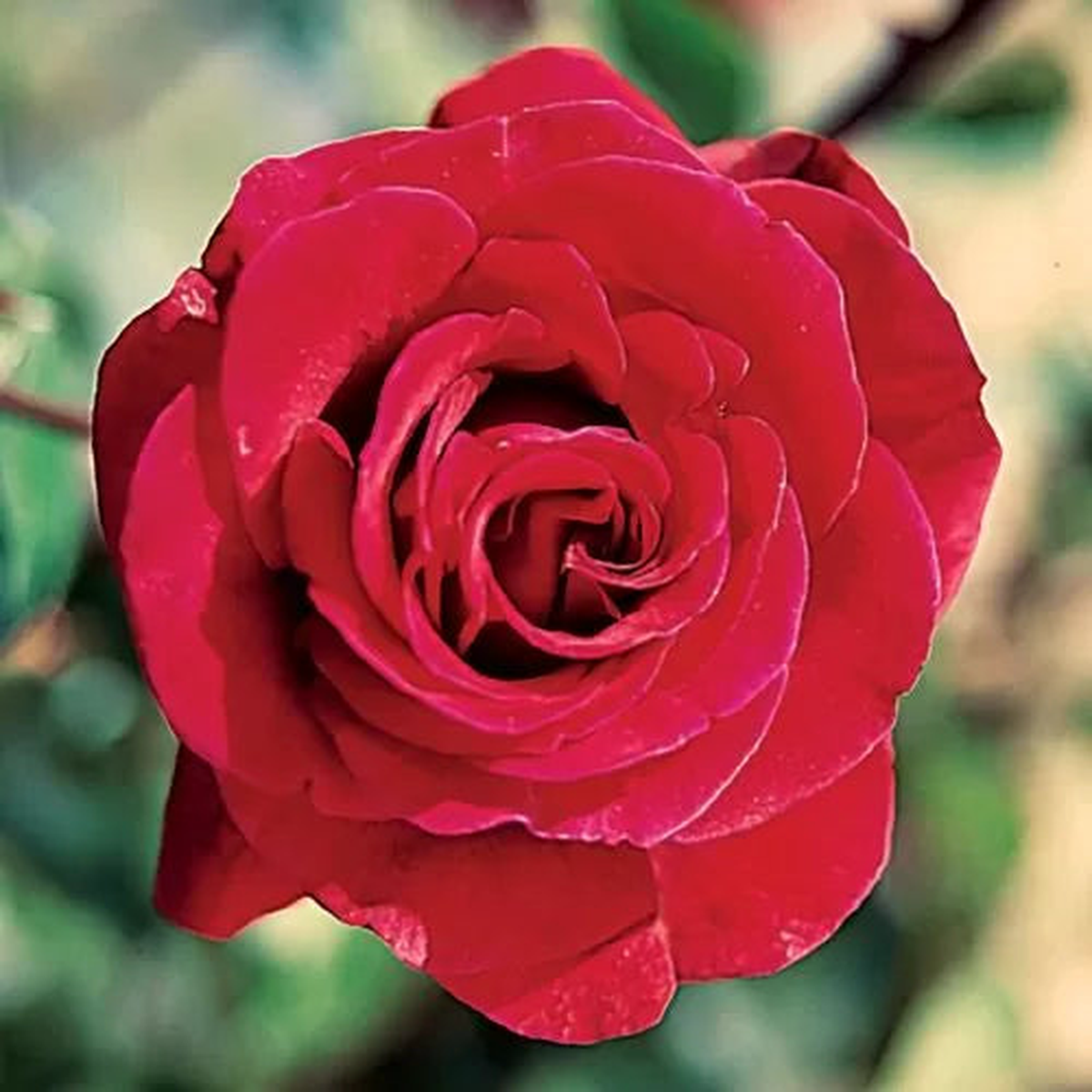 Don Juan Climbing Rose Seeds | Velvety Red Climbing Rose  Heirloom, Non-GMO, High Germination Organic Garden Seeds
