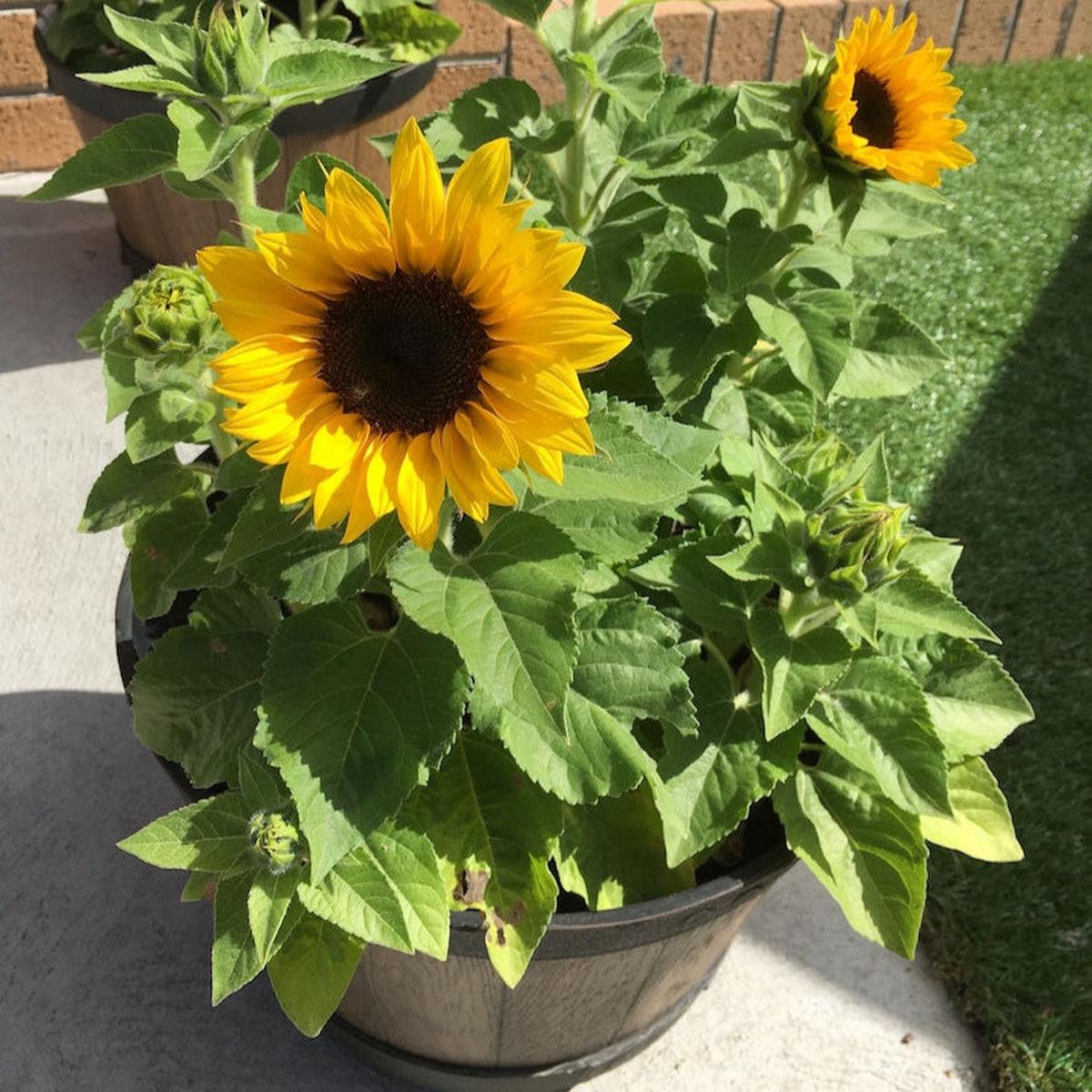 Dwarf Sunflower Seeds for Planting  Heirloom, Non-GMO, Easy to Grow, Annual