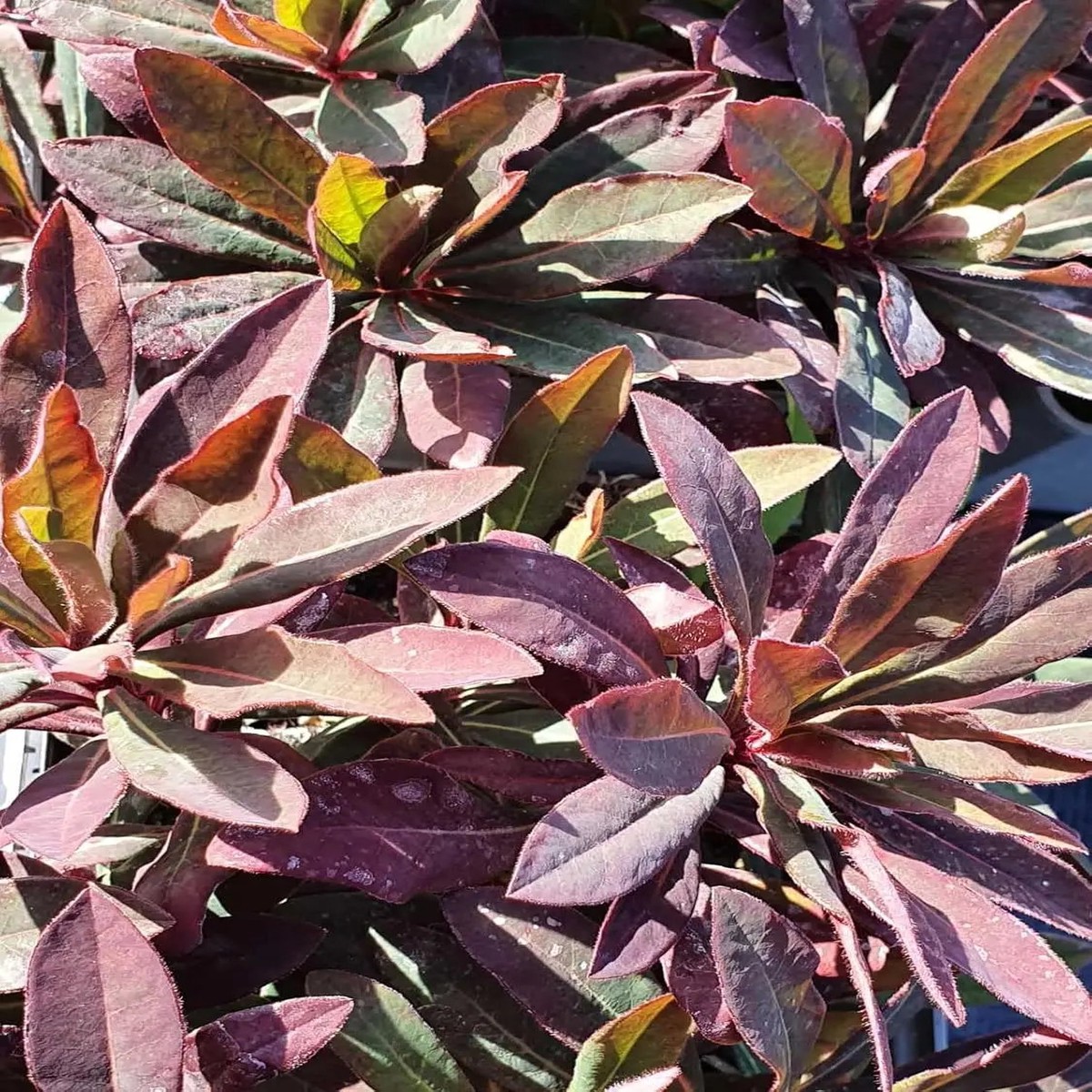 Euphorbia Amygdaloides Plant For Planting Non Gmo Flower Seeds for Home Garden Planting, Vibrant