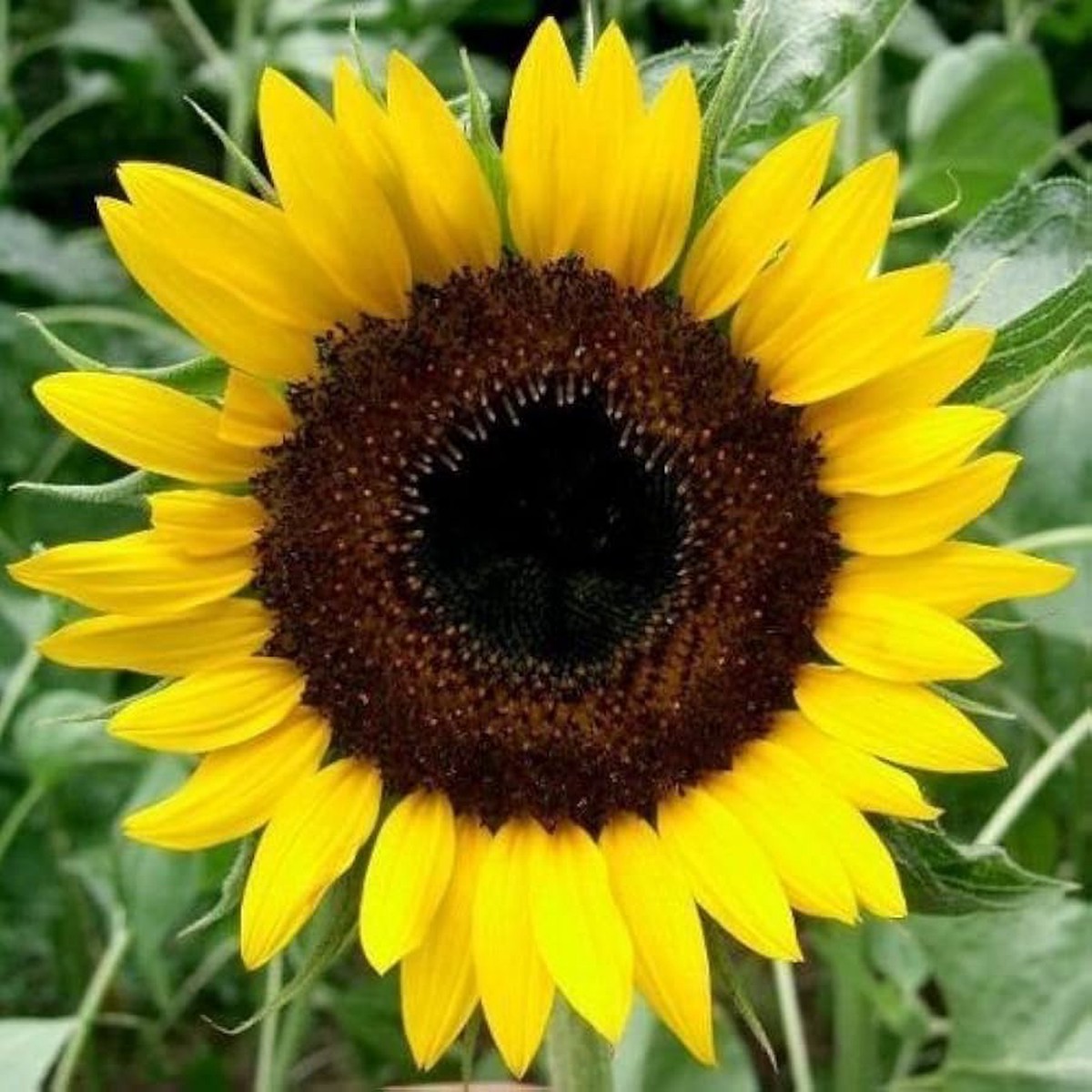 Fresh Yellow Sunflower Seeds Heirloom Non-GMO | High Germination Organic Garden Seeds for Planting