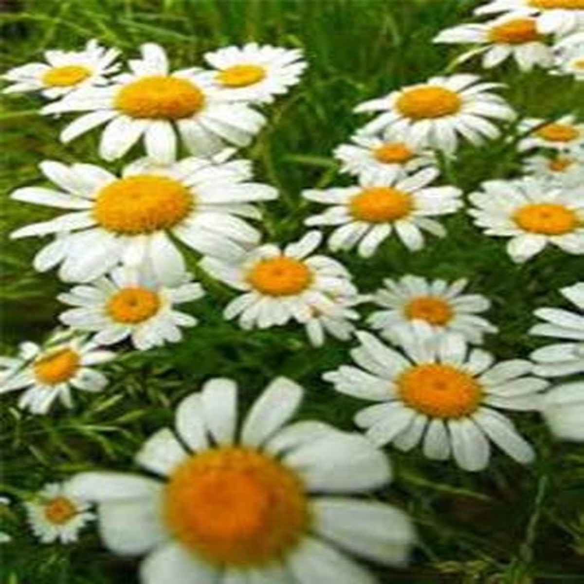 German Chamomile Seed, Heirloom, NON-GMO,