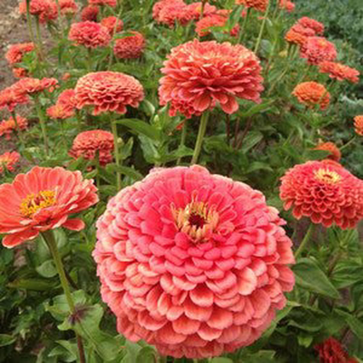 Giant Color Dane Salmon Malvone Flower Seeds  Soft Peach-Salmon Blooms with Big Impact