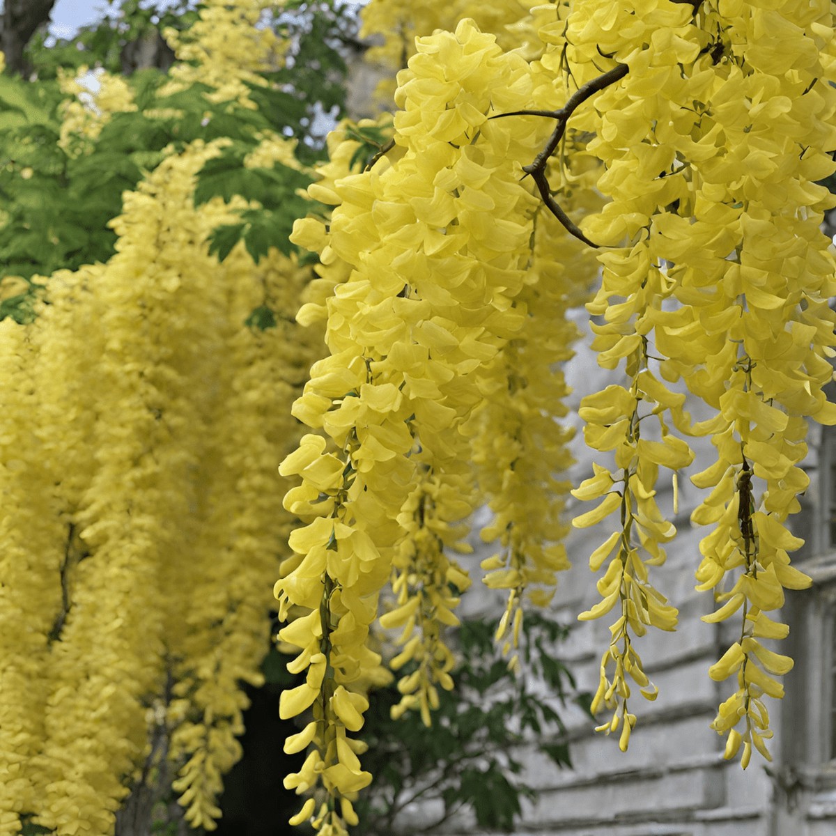 Glicine Flower Seeds Wisteria Vines with Cascading Blooms
