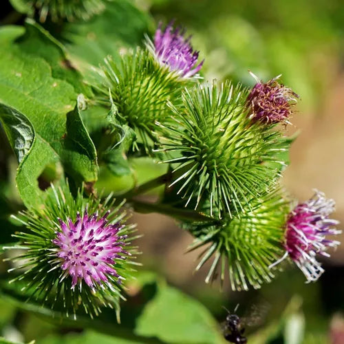 Granjas Bardana Flower Seeds for Planting  Heirloom, Non-GMO, High Germination Organic Garden Seeds