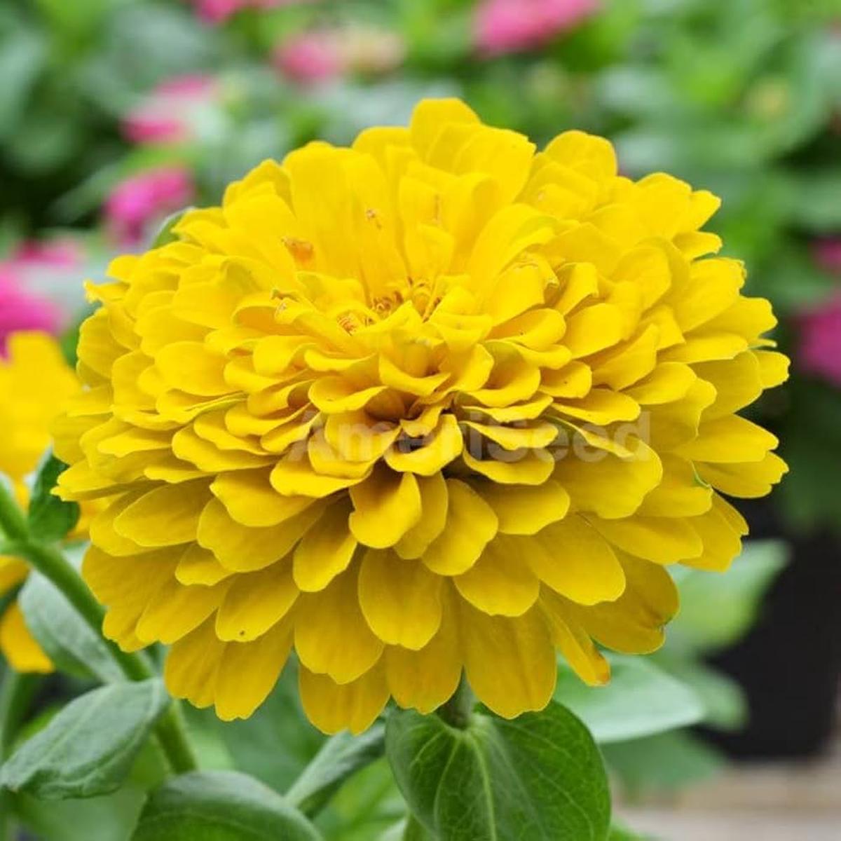 Heirloom Canary Zinnia Flower Seeds High Germination Seeds for Planting Vibrant, Easy-to-Grow Garden Flowers