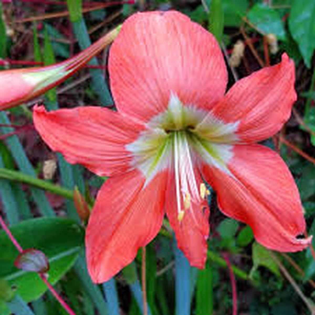 Heirloom Hippeastrum Flower Seeds for Planting  Non-GMO, High Germination, Organic Garden Seeds