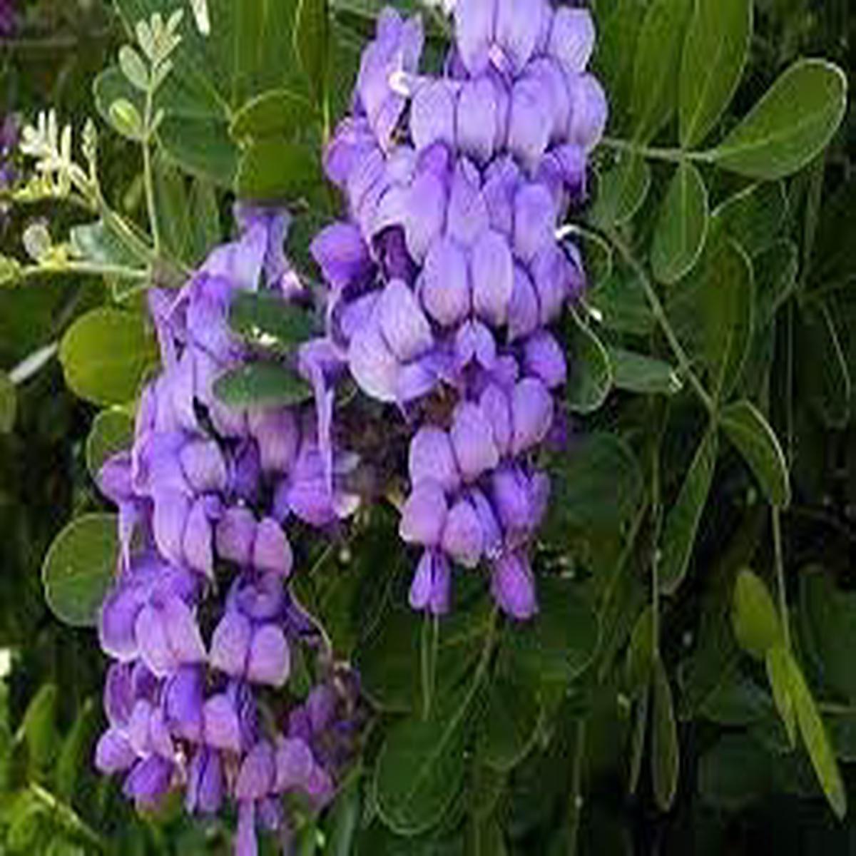 Heirloom Laurel Sophora Flower seeds for Planting Cottage Garden Essential Heirloom & GMO Free Seeds for Home Garden