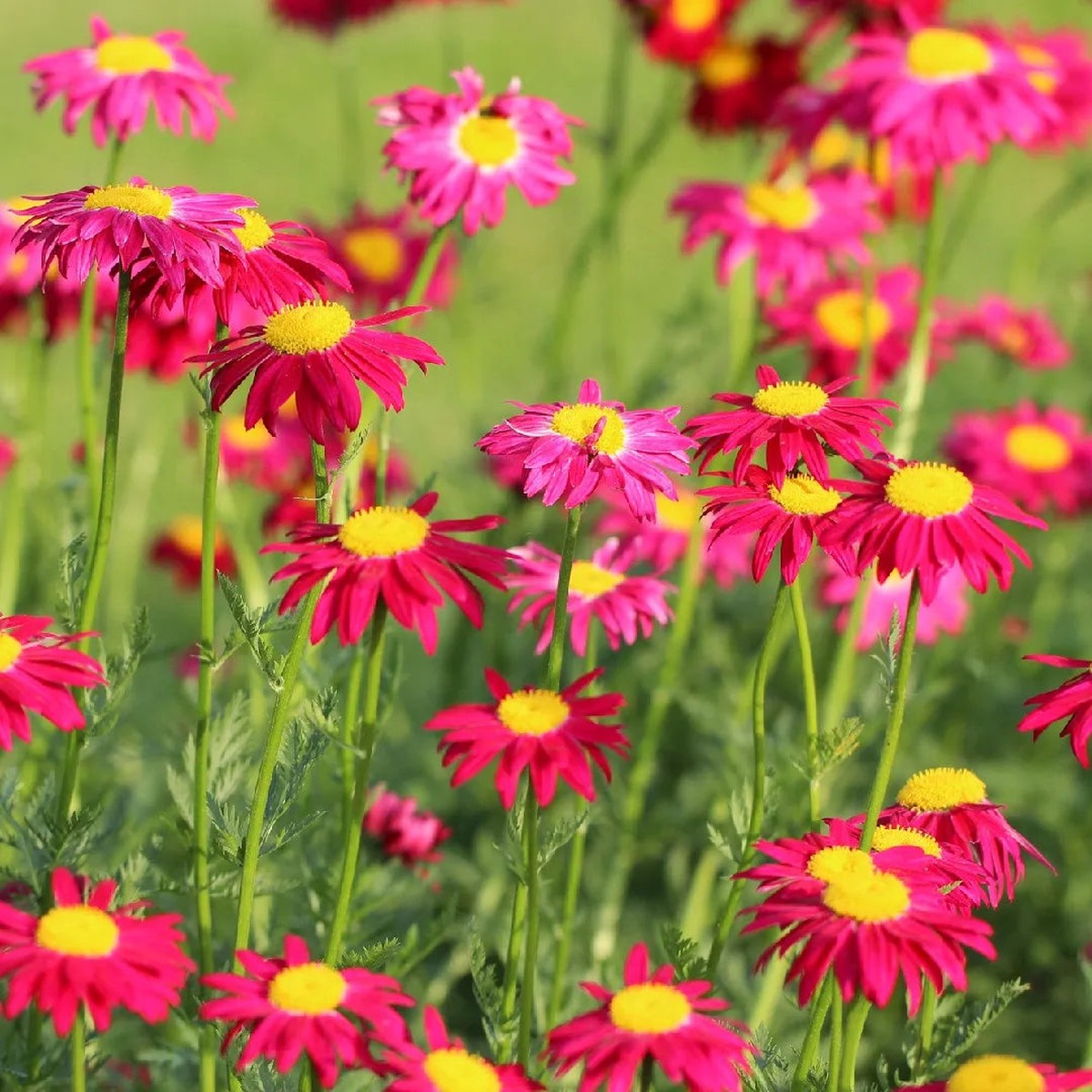 Heirloom Non-GMO Pink Pyrethrum Flower Seeds Natural Pest-Repellent Blooms for Garden Plantin