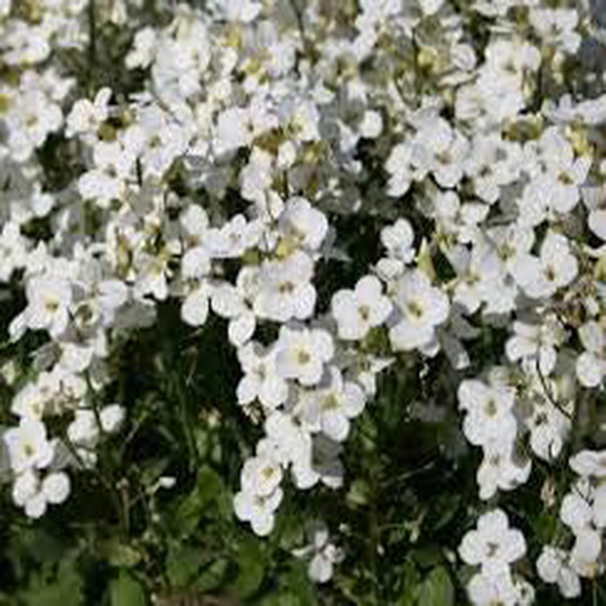 Heirloom Non-GMO White Rock Cress Flower Seeds  Organic Garden Seeds for Planting with High Germination