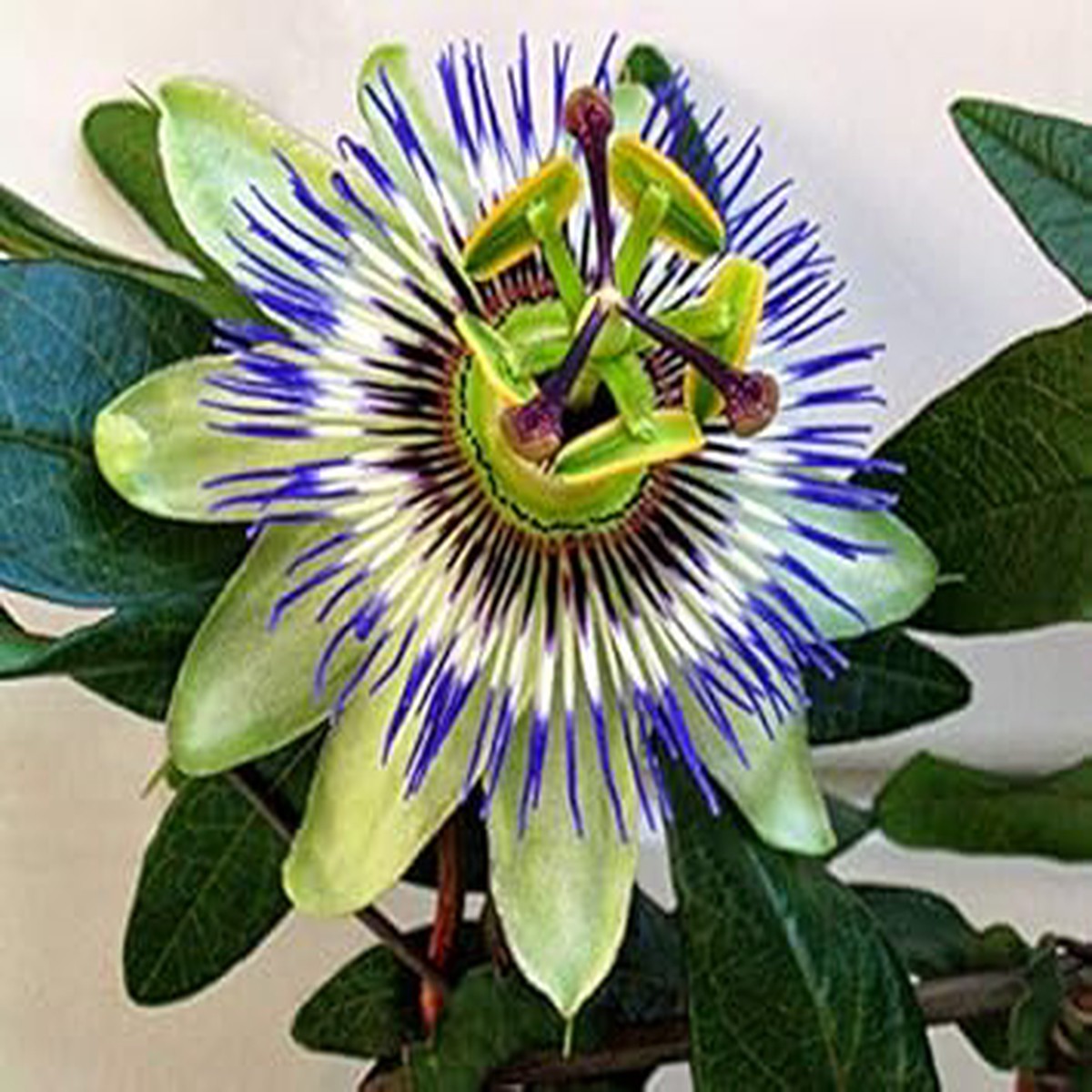 Heirloom Pistachio Green Passion Flower Seeds for Planting  Non-GMO, High Germination Organic Garden Seeds